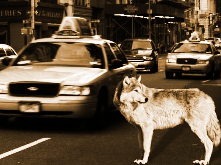 Concrete Wolf Footer